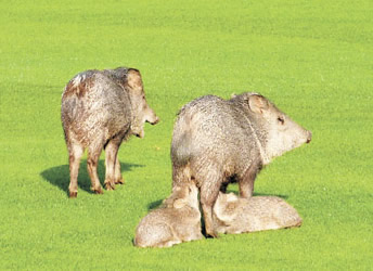 javelina golf